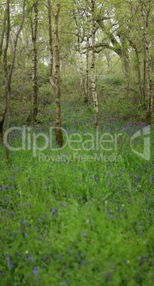 Wild bluebell flowers grown in a green meadow