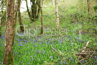 Wild bluebell flowers grown in a green meadow