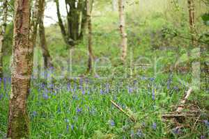 Wild bluebell flowers grown in a green meadow