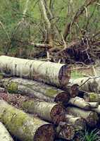 Felled stacked tree trunks in woodland