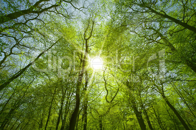 sun shining through tree branches