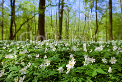 anemone nemorosa