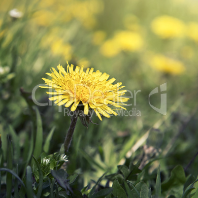 blown yellow dandelion flower close up