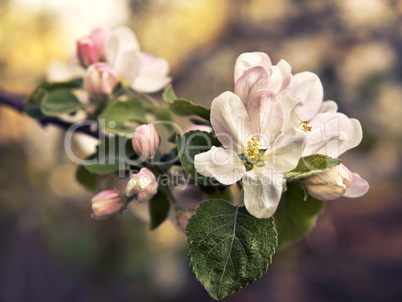 Branch with blossoming apple flowers close-up