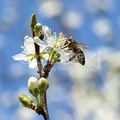 bee pollinates a flower cherry closeup