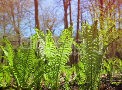 ferns