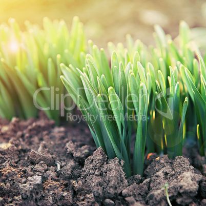 young green shoots in the backlit sunlight