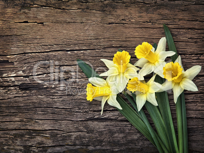 Flowers yellow daffodils on a wooden vintage background