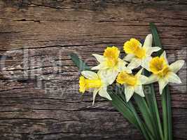 Flowers yellow daffodils on a wooden vintage background