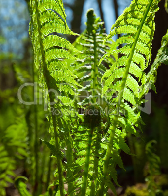 ferns