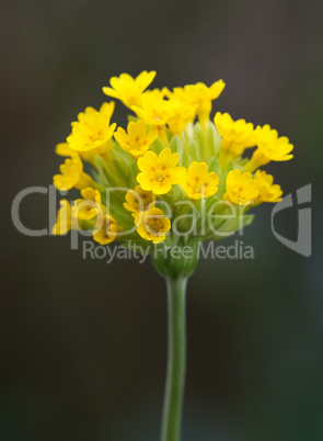 primula veris