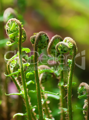 ferns