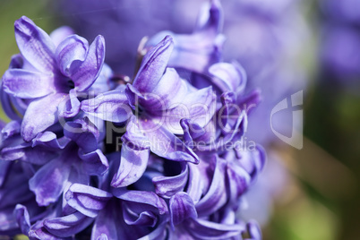 Ein Meer aus Lavendel