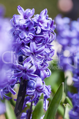 Ein Meer aus Lavendel