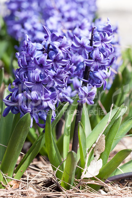 Ein Meer aus Lavendel