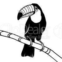Toucan bird head vector illustration for t-shirt.