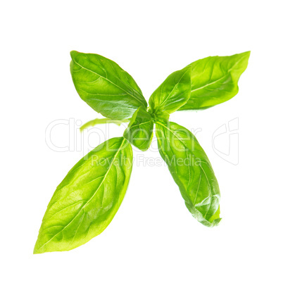 Fresh sweet basil leaves