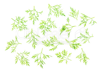 Dill leaves