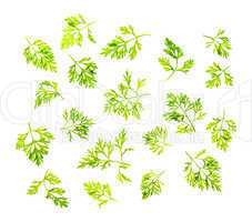 Dill leaves isolated