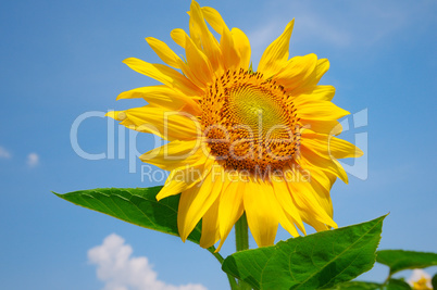 sunflower on a background of blue sky