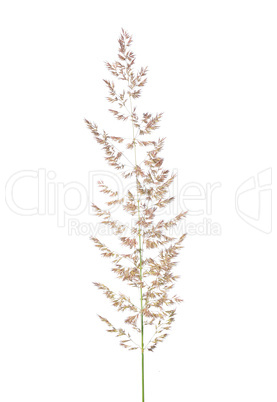 Wald-Reitgras (Calamagrostis arundinacea)