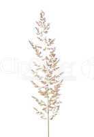 Wald-Reitgras (Calamagrostis arundinacea)