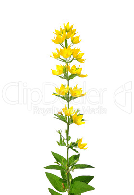 Punktierter Gilbweiderich (Lysimachia punctata)