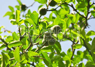 Bitterorange (Poncirus trifoliata)