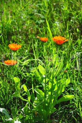 Ringelblume (Calendula officinalis)