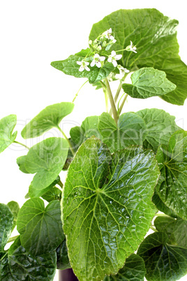 frische Wasabiblätter mit Blüten