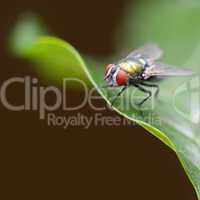 Large fly on a green leaf