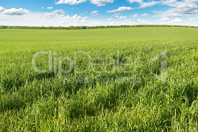 meadow and blue sky