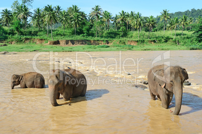 Elephants in the river