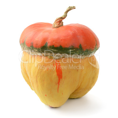 collection pumpkin