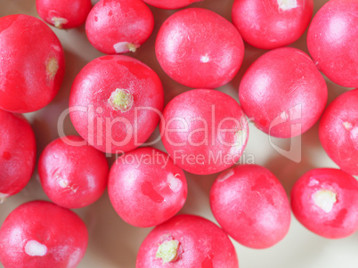 Radish vegetable