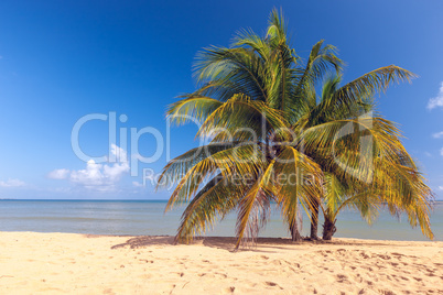 Beach on tropical island. Clear blue water, sand, palms.
