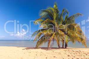 Beach on tropical island. Clear blue water, sand, palms.
