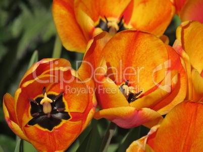 Tulpen