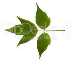 Spring acer negundo leaf on white background