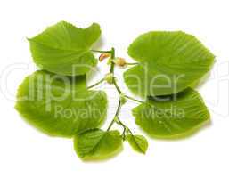 Spring tilia leafs