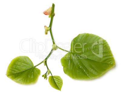 Spring tilia leafs on white background