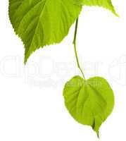 Spring tilia leafs isolated on white