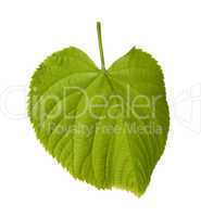 Spring tilia leaf