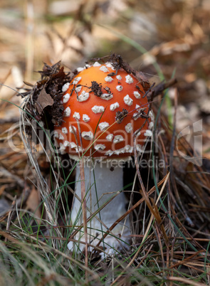 Red amanita muscaria mushroom in forest