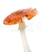 Red fly agaric mushroom isolated on white background.