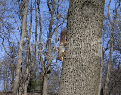 Red squirrels on tree