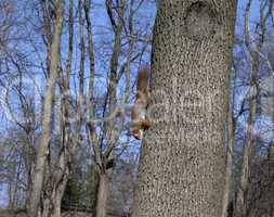 Red squirrels on tree
