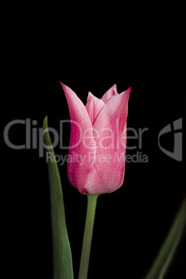 Pink tulip