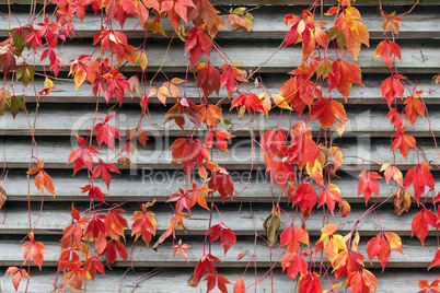 Red creeper on wooden wall at autumn