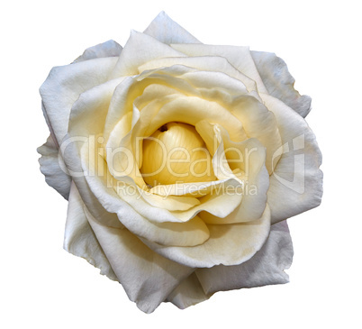 White rose